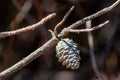 Closeup of a dried pine cone hanging on a branch of a tree Royalty Free Stock Photo