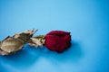 Closeup of dried red rose on the blue background. Royalty Free Stock Photo