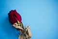 Closeup of dried red rose on the blue background. Royalty Free Stock Photo