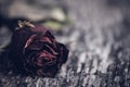 Closeup dried red rose, dead red rose on wooden background