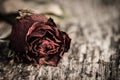 Closeup dried red rose, dead red rose on wooden background