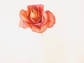 Closeup of dried red rose that resembles a painting