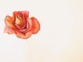 Closeup of dried red rose that resembles a painting
