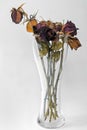 Closeup dried rose flower head in vase