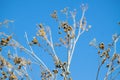 Closeup of dried sweet fennel seeds with blue sky on background Royalty Free Stock Photo