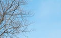 Closeup dried tree in the garden with beautiful clear blue sky textured background with copy space Royalty Free Stock Photo