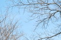 Closeup dried tree in the garden with beautiful clear blue sky textured background with copy space Royalty Free Stock Photo