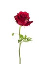 Closeup of the dried up bud of a red rose over white Royalty Free Stock Photo