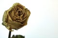 Closeup of a dried yellow rose on a white background Royalty Free Stock Photo