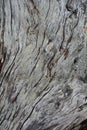 Driftwood detail at Cape Meares on the Oregon Coast