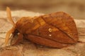 Closeup of the drinker moth, Euthrix potatoria Royalty Free Stock Photo