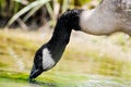 Closeup of the drinking Canada Goose from a lake