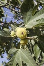 Dripping ripe fig fruits on the tree