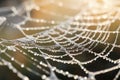 Closeup drop dew morning spider macro water web nature wet