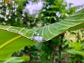 Closeup of a droplet on a green leaf in a forest in Ghana, Africa Royalty Free Stock Photo