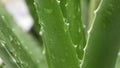 Closeup of drops of rain on aloe vera