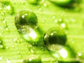 Closeup drops of water on the leaf after rain