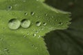 Drops of water on leaves of the plant Alchemilla Royalty Free Stock Photo