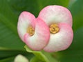 Closeup drops of water on red crown of thorns flowers in garden with blurred background Royalty Free Stock Photo