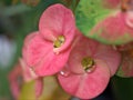 Closeup drops of water on red crown of thorns flowers in garden with blurred background Royalty Free Stock Photo