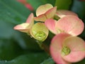 Closeup drops of water on red crown of thorns flowers in garden with blurred background Royalty Free Stock Photo