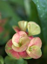 Closeup drops of water on red crown of thorns flowers in garden with blurred background Royalty Free Stock Photo