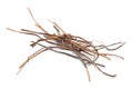 Closeup of Dry Amar Bel roots, isolated on white background. Royalty Free Stock Photo