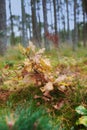 Closeup of dry autumn leaves from a pine, fir, spruce or cedar tree in a remote forest. Detail and texture of falling