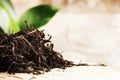 Closeup of dry black tea Royalty Free Stock Photo