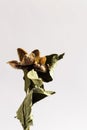 Closeup of a dry branch of peony with seed pods
