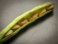 Closeup of dry broad bean seeds in fresh green broad bean Royalty Free Stock Photo