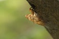 Closeup of dry cicada stain on the tree Royalty Free Stock Photo