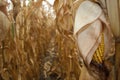 Closeup of dry corn cob ready for harvest Royalty Free Stock Photo