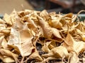 Closeup of Dry Fallen Yellow Leaves of Ficus Benjamina, Weeping Fig, Benjamin Fig, Ficus Tree or Ficus in The Pot Royalty Free Stock Photo