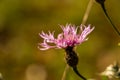 closeup of dry flowers in rhoen, hesse, germany