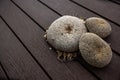 Closeup of dry heads of sunflower with ripe seeds on a wooden surface Royalty Free Stock Photo