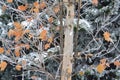 Hoarfrost and snow