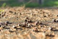 Closeup of dry pine cones on the ground. Selective focus Royalty Free Stock Photo