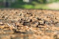 Closeup of dry pine cones on the ground. Selective focus Royalty Free Stock Photo