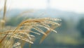 Closeup of dry reed, depth of field, withered grass, blur background