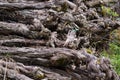 Closeup of the dry roots of a large tree, surrounded by greenery and foliage