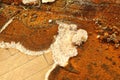 Closeup of dry rot fruiting body Royalty Free Stock Photo