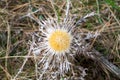 Closeup of a dry thistle in a field Royalty Free Stock Photo