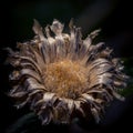 Closeup of a dry withered flower on a dark background