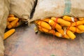 Closeup dry yellow corns in big sack with copyspace Royalty Free Stock Photo