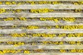 Closeup of dry yellow moss on outdoor terrace profiled wooden boards, lichens on terrace boards