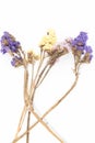 Closeup of Dry yellow and purple statice flower on white backgr