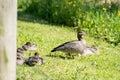 Closeup of a duck with adorable ducklings on a field covered in greenery under the sunlight