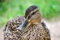 Closeup duck portrait Royalty Free Stock Photo