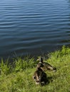 Closeup of ducks on a meadow getting into the water